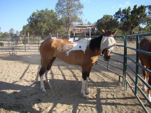 Paint mare - This mare's name is 57 Chevy of all things!