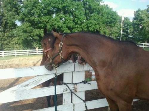 Sera - Sera is a 16 yr.old Arab mare. She really shows her Arab look when she is visiting other horses like here!