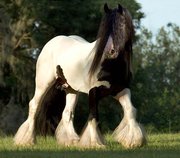 Gypsy Vanner - They look like a pony size SHire with pinto markings! they are a gorgeous breed!
