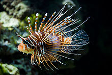 Lion Fish - They are not native to waters off the USA. they have become a invasion species to the waters off the east coast. Someone let some Lion Fish that were in aquarium out to sea once. The Lion Fish produce ever few days making matters worse!