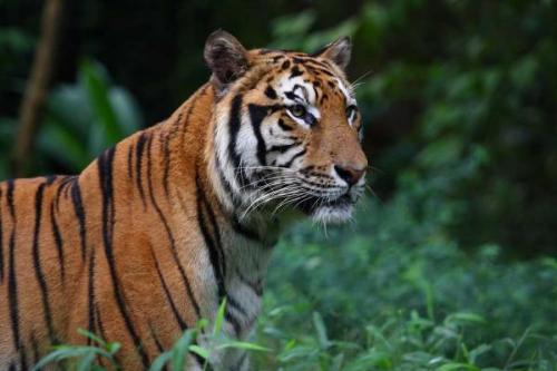 Sumatran Tiger - The most endangered spieces of Tigers.