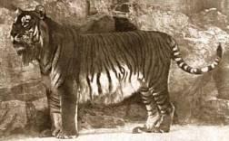 Caspian Tiger - This sub-species of tiger that is extinct.