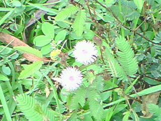 flowers - this is mimosa pudica in bloom. a wild thorny plant that grows anywhere. it protects itself from enemies by its thorns and by closing its leaves when touched.