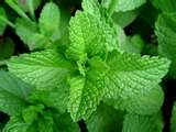 Herbs - Herbs that can heal and kill