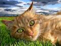 cat - cat