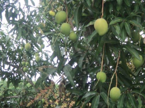 Fruitful Mango Tree - My Mango Tree