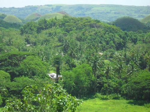 Chocolate Hills  - A View of the Chocolate Hills