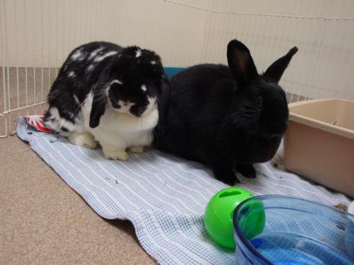 Rabbits - Two Rabbits waiting for a new home! So cute!
