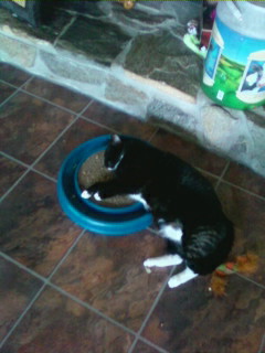 Mawmaw and her catnip - I think the catnip got her!