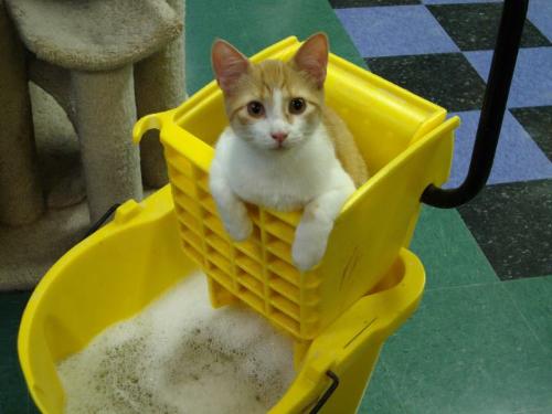 What a cutie! - This little guy like to help clean!