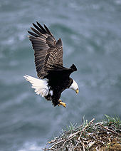 Bald Eagle - A Bald Eagle landing on its nest.