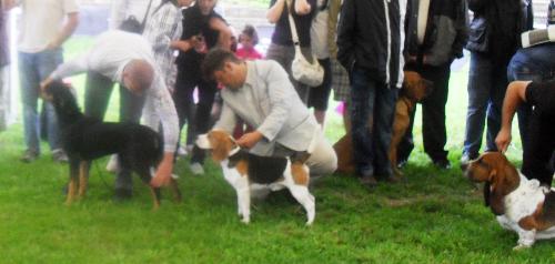 Dog show judging - at CACIB Sibiu 2011