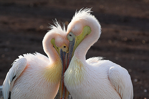 Love birds - The picture shows the intimacy of two swans . They are deeply in love with each .Each complement the other . There is so much of harmony and innocence in their loving posture . Soothing to the eyes and angelic at the same time .