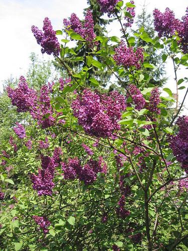 Lilacs - a lilac bush.