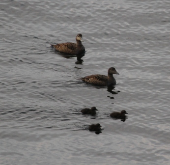 Duck family - Swimming duck family