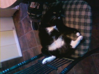 Mawmaw Fat Cat - Can we say Oreo Cookie? 
She gets in some crazy positions sometimes