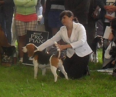 Beagle - at CACIB Sibiu 2011