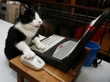 Cat Using Computer - Cats and computers