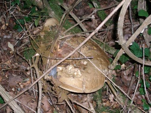 cep - A big Bordeaux cep : this mushroom was weighting 1 kg. They can weight more than 3 kg -- 7 lb --.