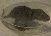 Mouse - The baby mouse I caught inside of a cup.