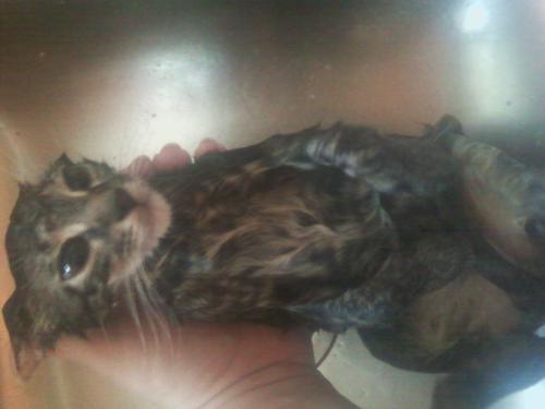 kitty bath - had to wash tooth paste out of fur!