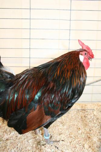 Rooster - A beautiful rooster!