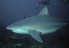 Bull Shark - This shark can travel between salt and fresh water and vice versa.