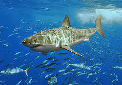 Great White Shark - The most dangerous shark there is.