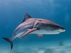 Tiger Shark - Tiger SHarks will and have eaten just about everything!