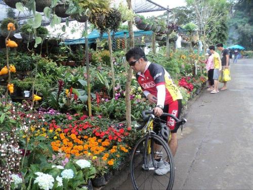 Tagaytay - Flowers along Tagaytay road