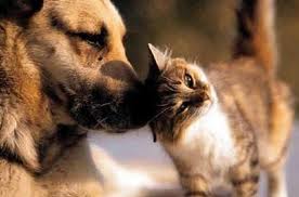 Dog & cat - who said dogs and cats can't be friends?  An image of a dog and cat, showing their obviously positive friendship.