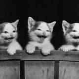 Kittens laughing - Three kittens showing off their cute laughs. Nothing beats a good long laugh to brighten the day.