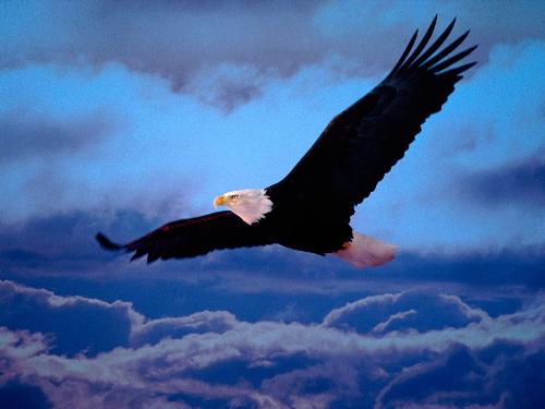 eagle  - My dream is to fly in the sky and feel free like a eagle.
