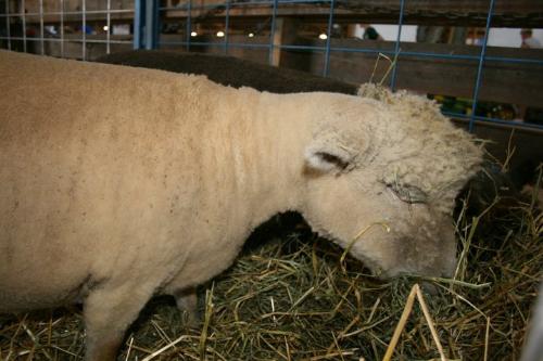 Sheep - A sheep at the Wisconsin State Fair.