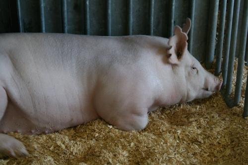 Pig - A beautiful sow.