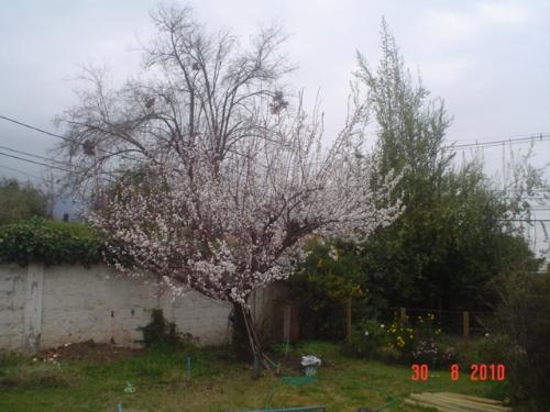 Apricot in bloom - The apricot in my garden, last year.