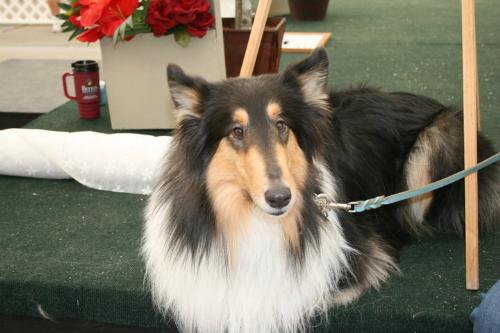 Collie - A very beautiful tri-color collie!