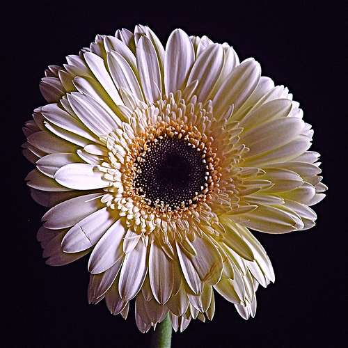 light flowers - nice flower