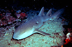 Nurse Shark - These sharks usually don't bite unless provacted.