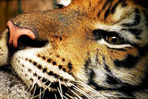 tiger - face of a mean tiger at rest.