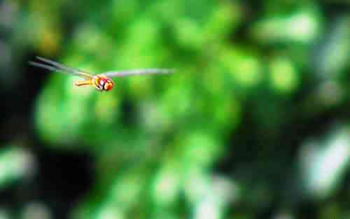 dragonfly - is it a dragon or is it a fly? it's a dragon fly.