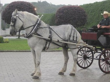 Horse and cart - A grey Percheron pulling a cart.