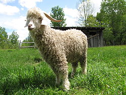 Angora Goat - Another animal that produces Angora wool.
