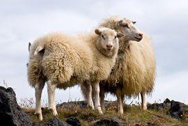 Sheep - A pair of Icelandic sheep.