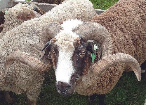 Horns - An Arapawa Merino sheep. Those are some mean looking horns!