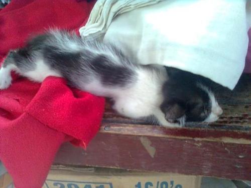 kitten pose - This kitten likes resting after meals.