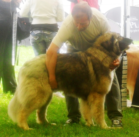 Romanian Shepherd - Carpatin - at CACIB Sibiu 2011