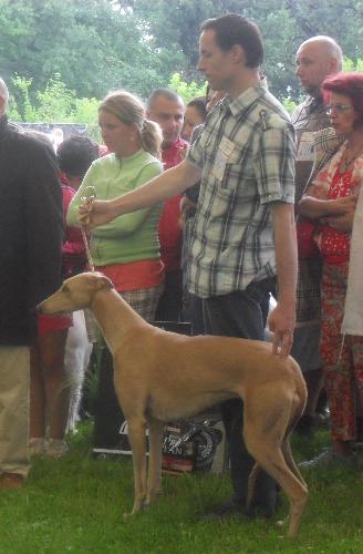 English Greyhound - at CACIB Sibiu 2011