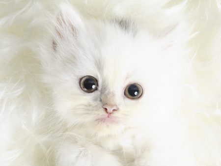 kittens - kittens are angels. they look innocent and should be cared for and loved.