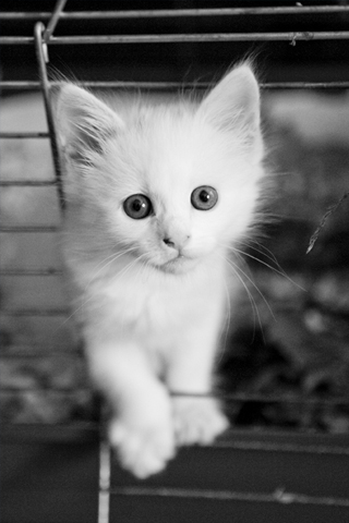 kittens - kittens are angels. they should be cared for and loved